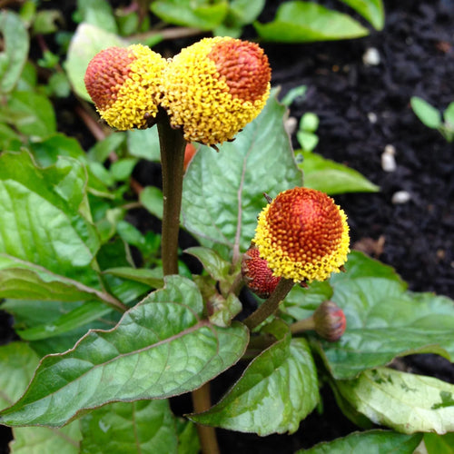 Spilanthes acmella